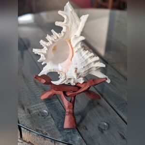 Murex Seashell on Wooden Stand